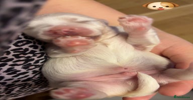 Maltese dogs  Kc registered maltese looking for forever home  - Advert 6