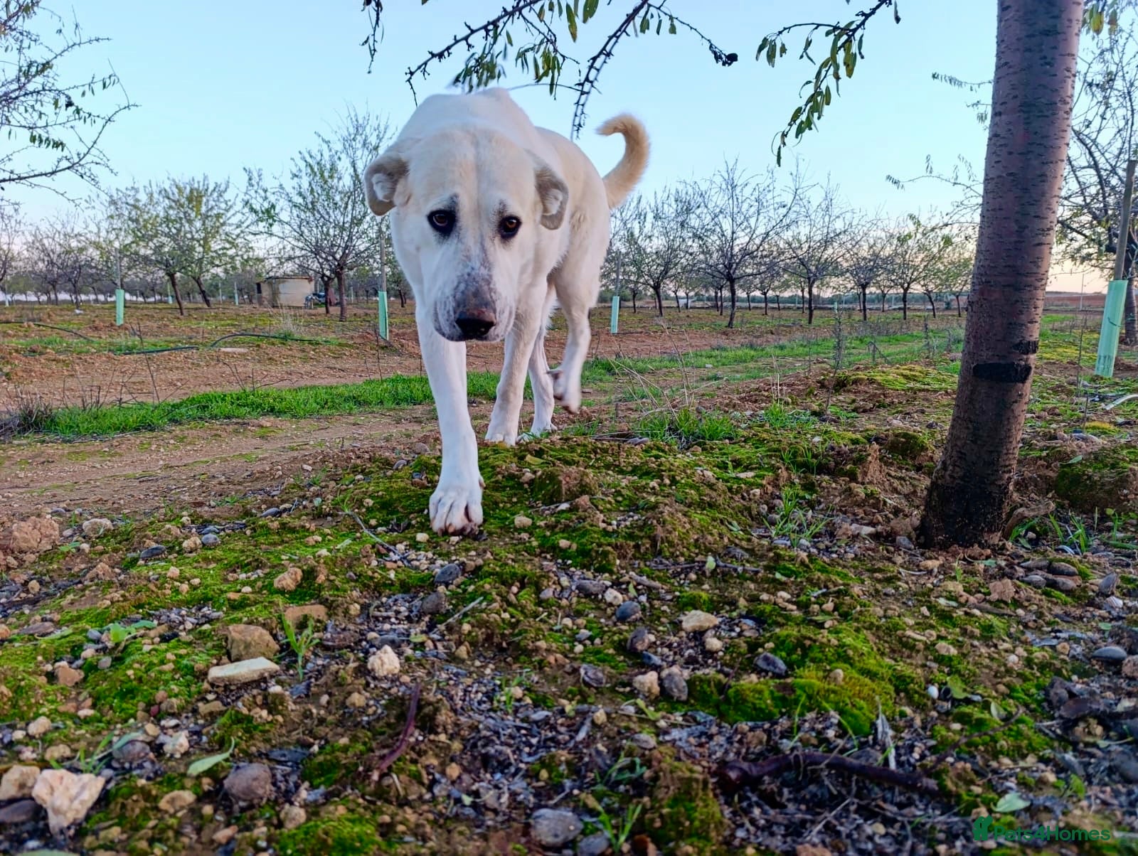 Mixed Breed dogs ‼️🚨URGENT🚨‼️ VEGA✨🐾 - Advert 18