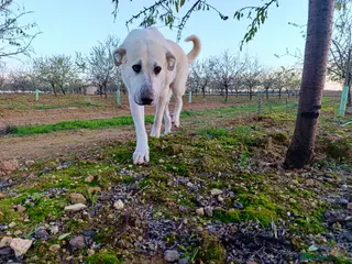 Mixed Breed dogs ‼️🚨URGENT🚨‼️ VEGA✨🐾 - Advert 18