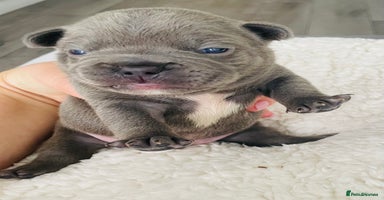 French Bulldog dogs - Advert 4