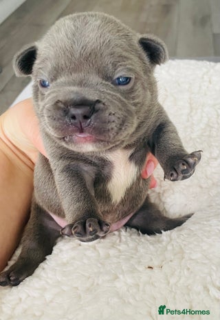 French Bulldog dogs - Advert 1