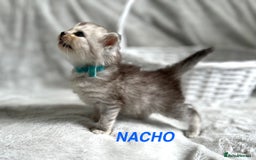 Persian cats for sale: Absolutely Stunning litter of Persian/Ragdolls - Image 3