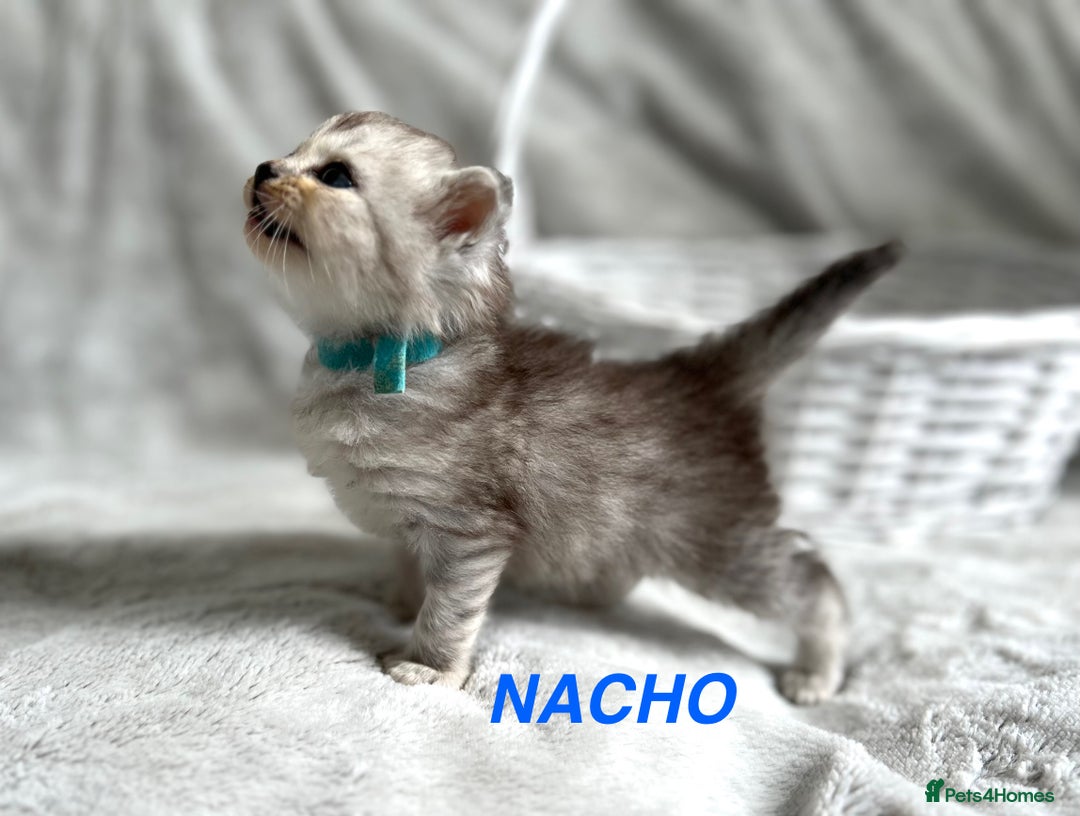 Persian cats for sale: Absolutely Stunning litter of Persian/Ragdolls - Image 3