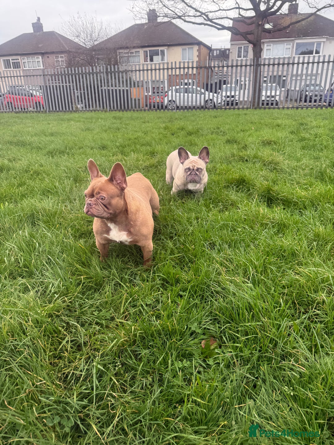 French Bulldog dogs for sale: Aiwa and Loya - Image 8