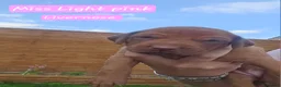 Rhodesian Ridgeback dogs for sale: Beautiful Rhodesian Ridgeback Puppies  in Doncaster - Advert 7