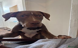 Mixed Breed dogs for sale: Male for rehoming  - Image 7