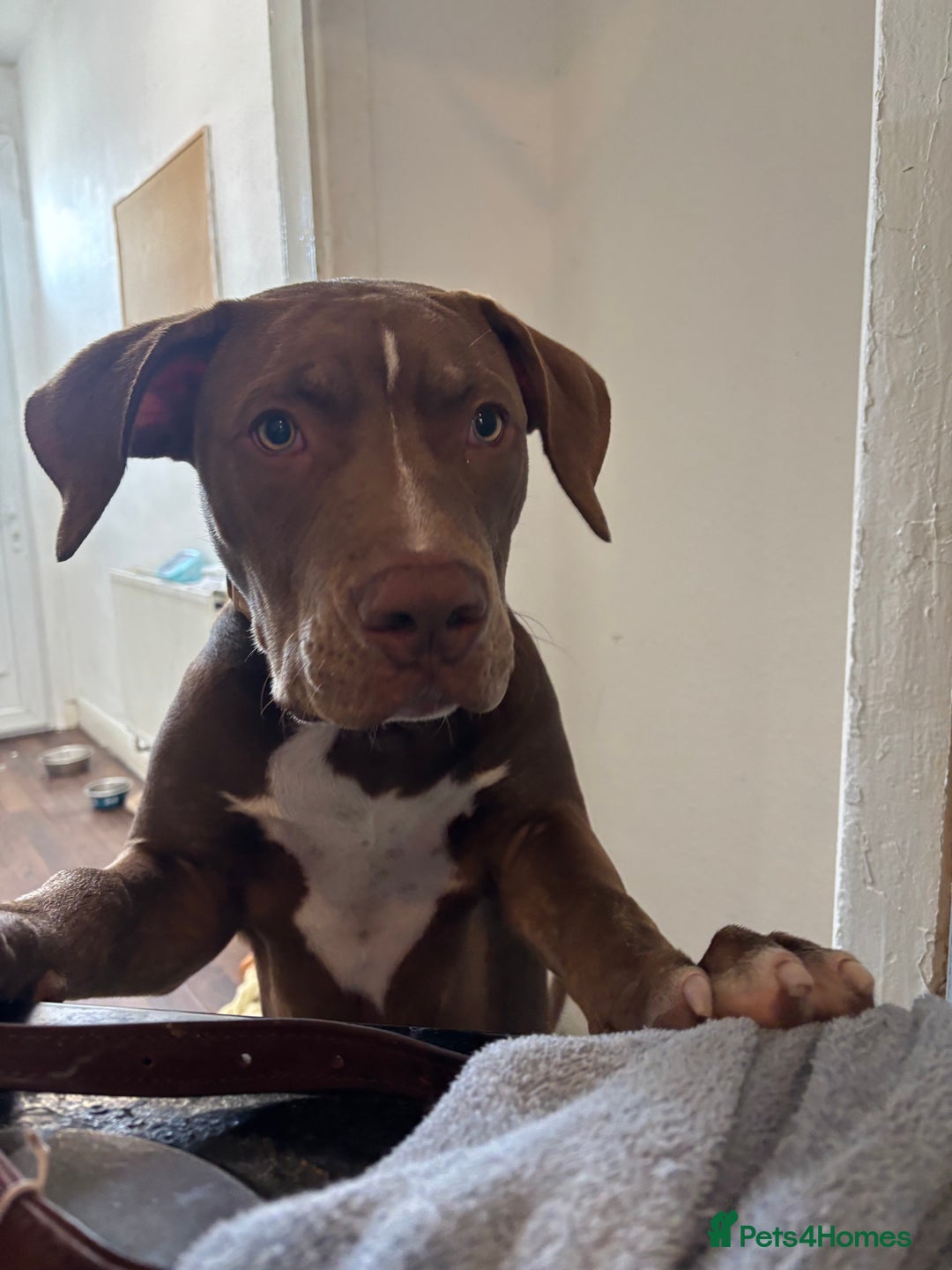 Mixed Breed dogs for sale: Male for rehoming  - Image 7