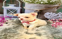 Chihuahua dogs for sale: 🤎💛Exquisite KC LC Chihuahuas🤎💛  - Image 7