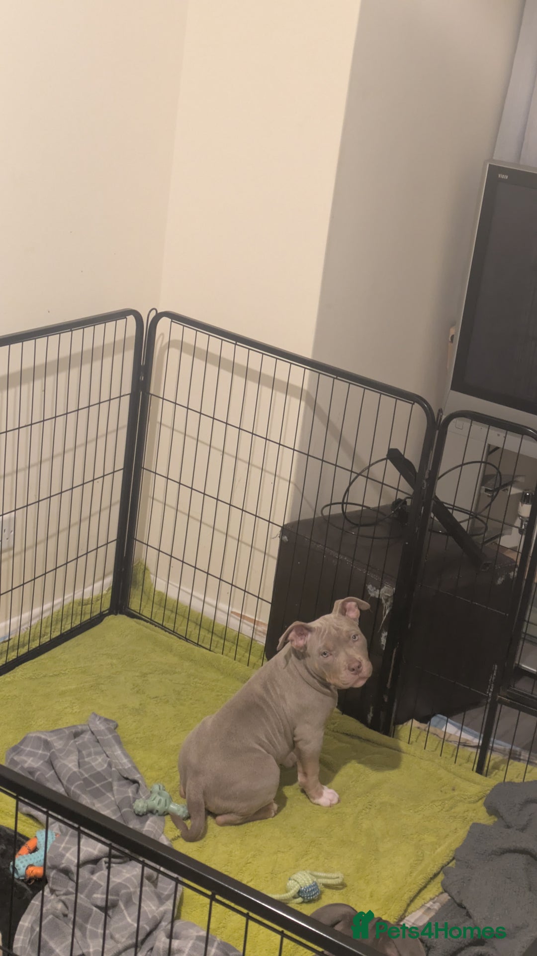 American Bully dogs for sale: GrCh Big Bounty x TIKTOK litter - Image 17