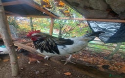 Chickens poultry for sale: More cockerel for sale - Image 11