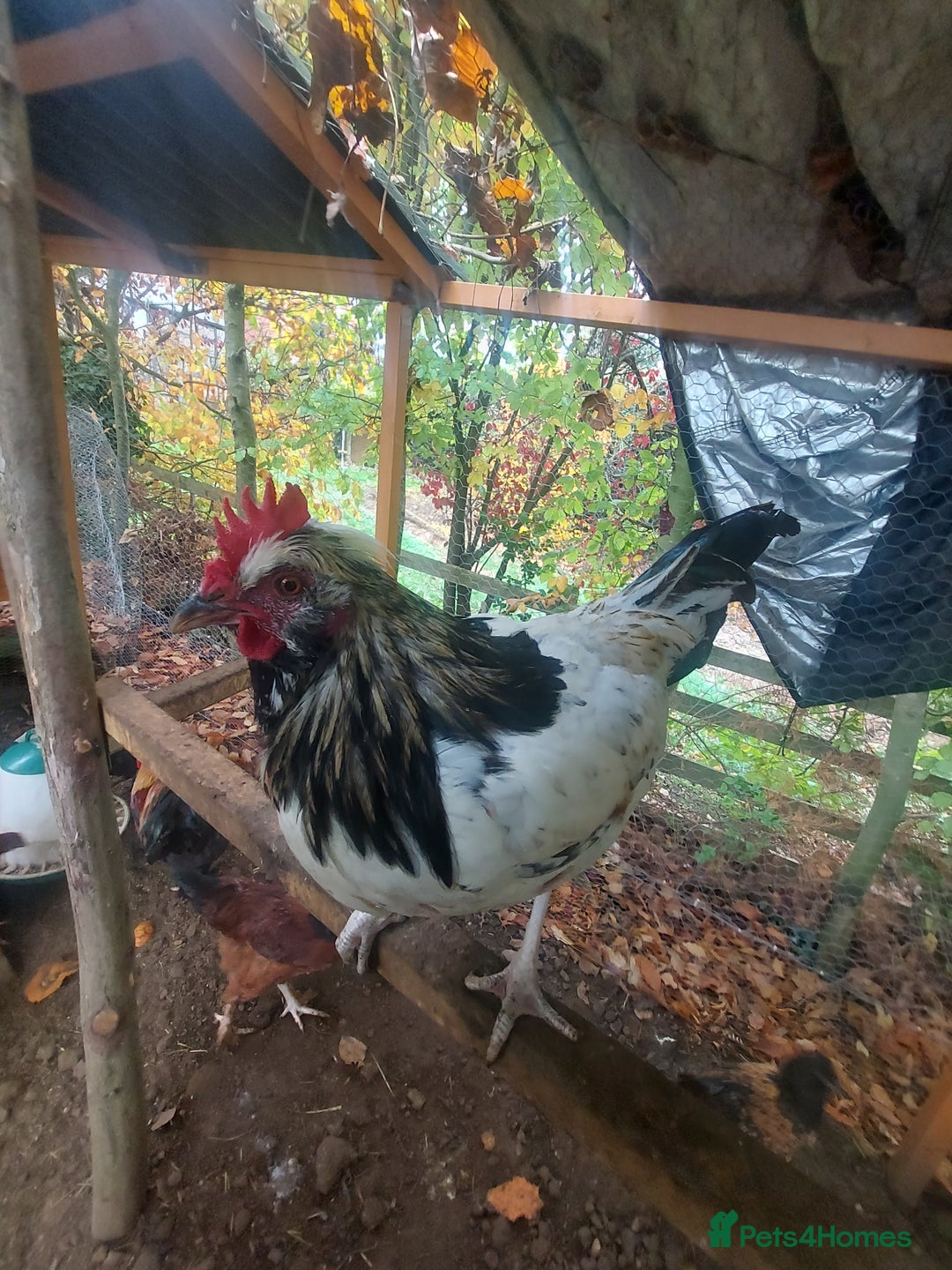 Chickens poultry for sale: More cockerel for sale - Image 11