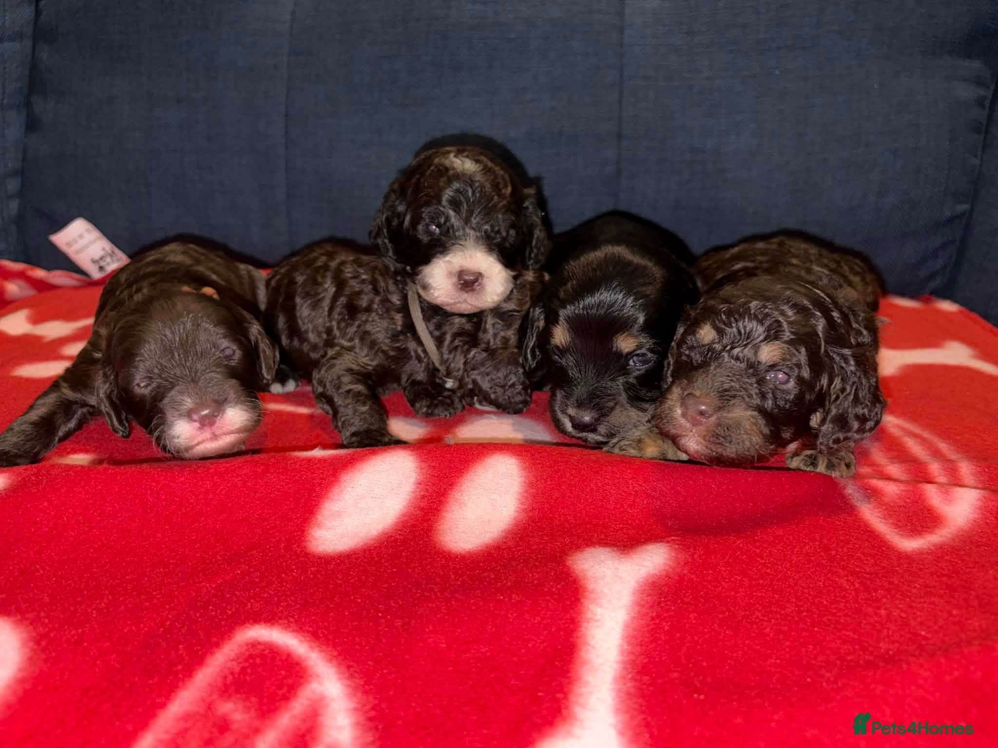 Cockapoo dogs Stunning health tested F1b cockapoos - Advert 1