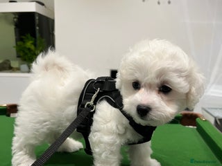 Bichon Frise dogs - Advert 4