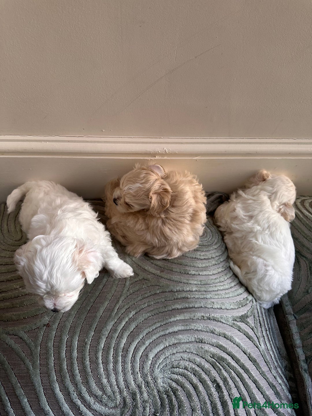 Maltipoo dogs for sale: Tea Cup Maltipoos  - Image 6