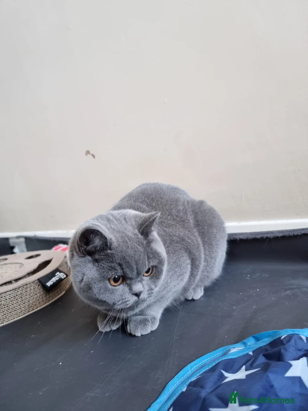 British Shorthair cats for sale: Last Female Ready Too Go GCCF Healthy Pedigree - Advert 3