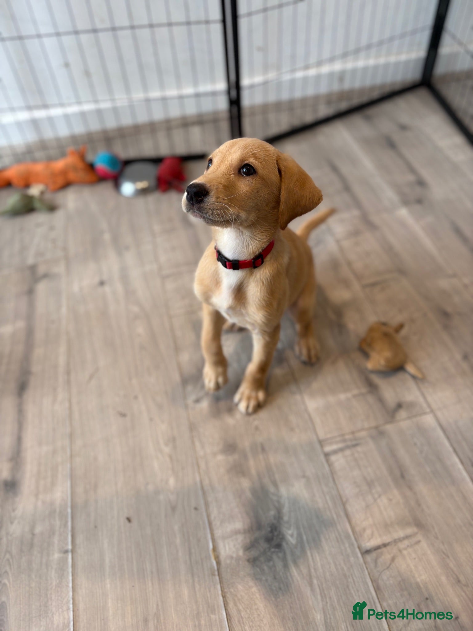 Labrador Retriever dogs Health Tested Champion Pedigree Pups - Advert 2