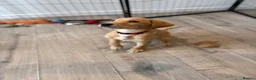 Labrador Retriever dogs for sale: Health Tested Champion Pedigree Pups - Advert 7