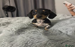 Miniature Dachshund dogs for sale: Four beautiful miniature dachshund girls - Advert 28