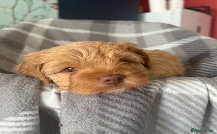 Cavapoo dogs - Advert 11