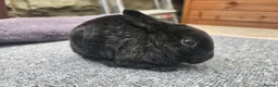 Rex rabbits for sale: Rex & Mini Rex Kits Available - Advert 8