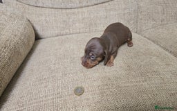 Miniature Dachshund dogs for sale: Miniature dachshund Puppies  - Advert 23