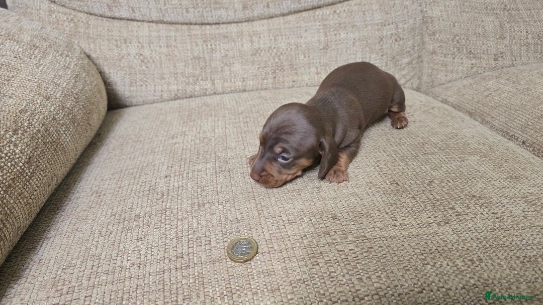 Miniature Dachshund dogs for sale: Miniature dachshund Puppies  - Advert 23