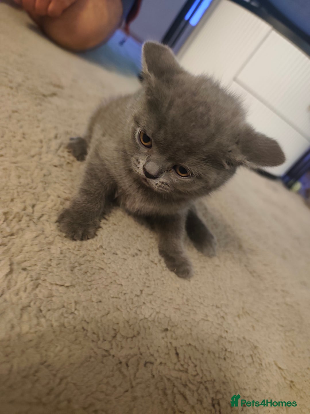 British Shorthair cats for sale: 🐾 4 Scottish Folds are looking loving homes ♥️💫 - Advert 10