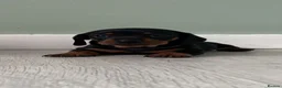 Miniature Dachshund dogs for sale: Beautiful Miniature Dachshund Puppies  - Advert 3