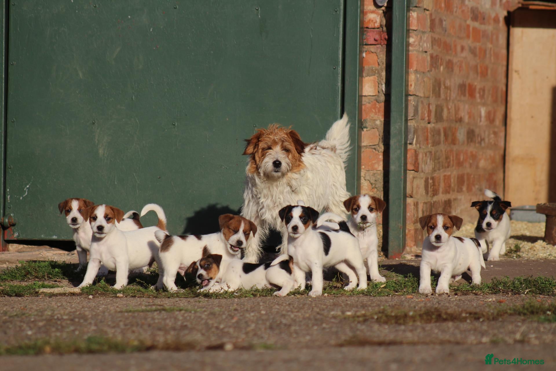 Jack Russell dogs Jack Russell Puppies for sale - Advert 1