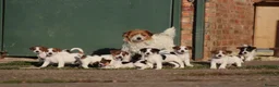 Jack Russell dogs for sale: Jack Russell Puppies for sale - Advert 1