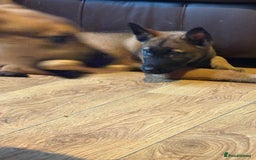 Mixed Breed dogs for sale: one female husky cross malinois  - Image 3