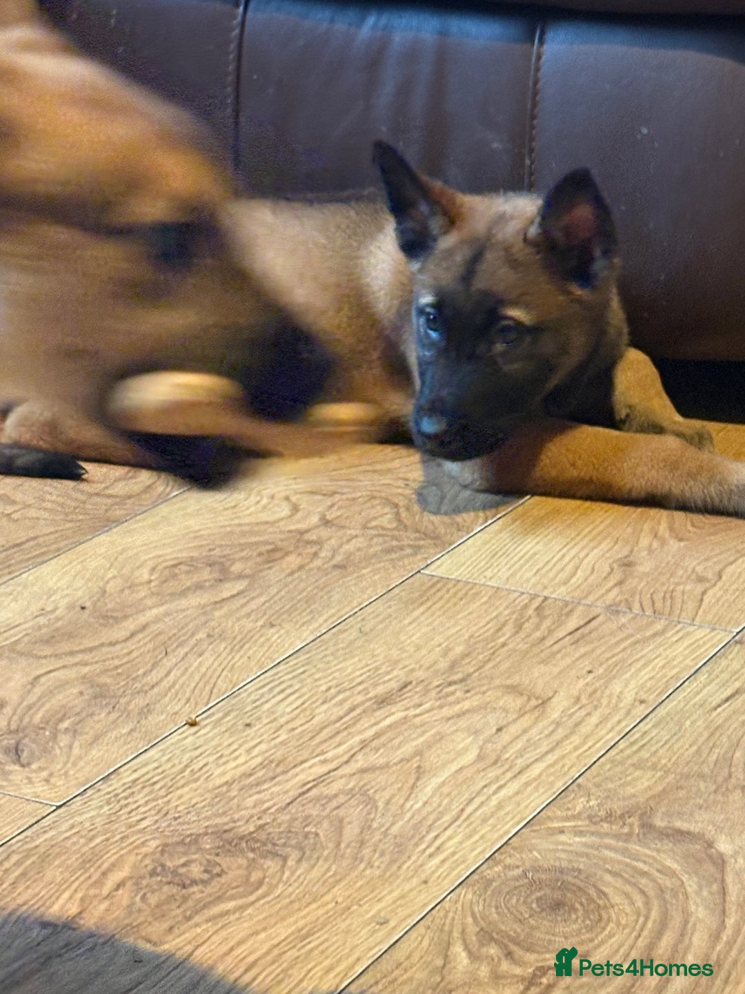 Mixed Breed dogs for sale: one female husky cross malinois  - Image 3