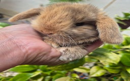 Mini Lop rabbits for sale: Beautifull  mini lops  - Image 2