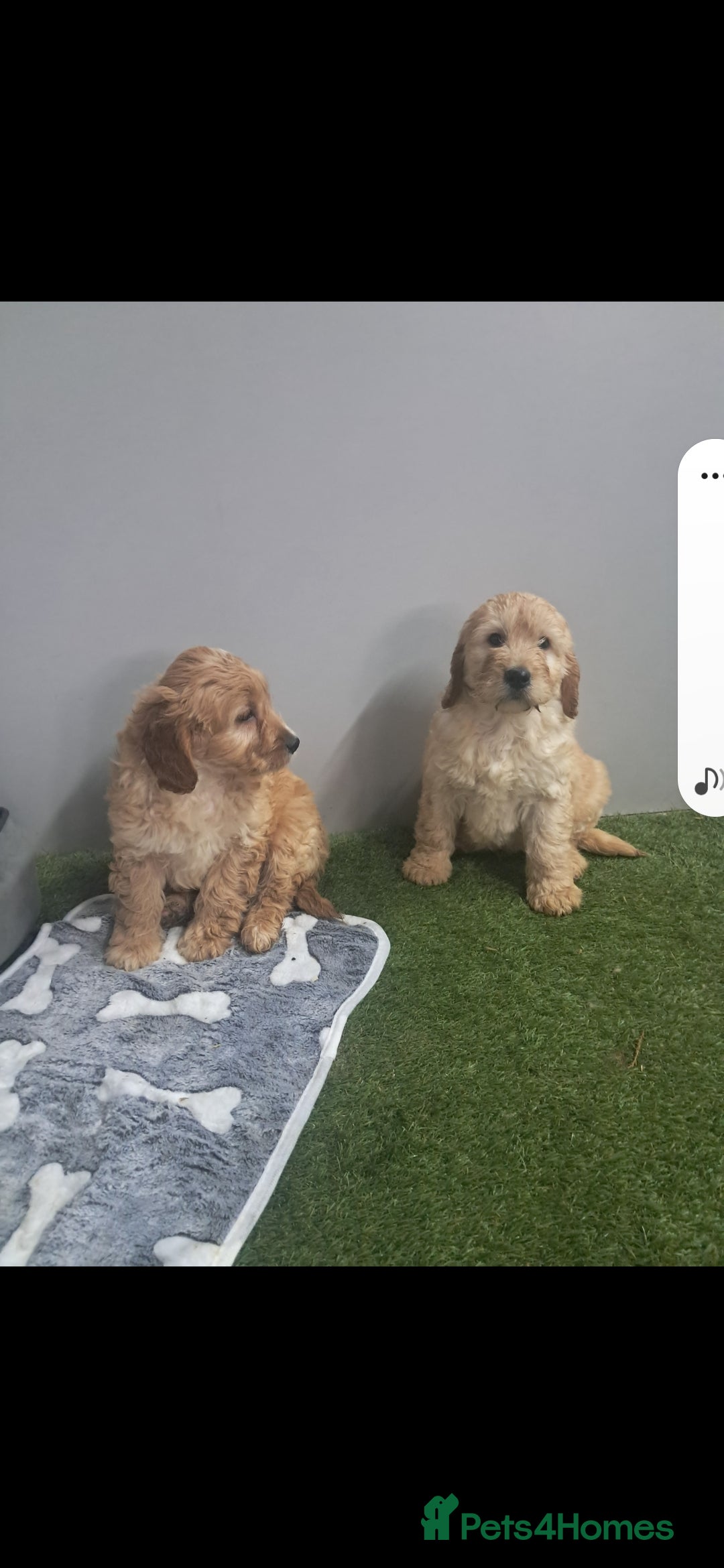 Cavapoo dogs for sale: Cavapoo pups - Advert 8
