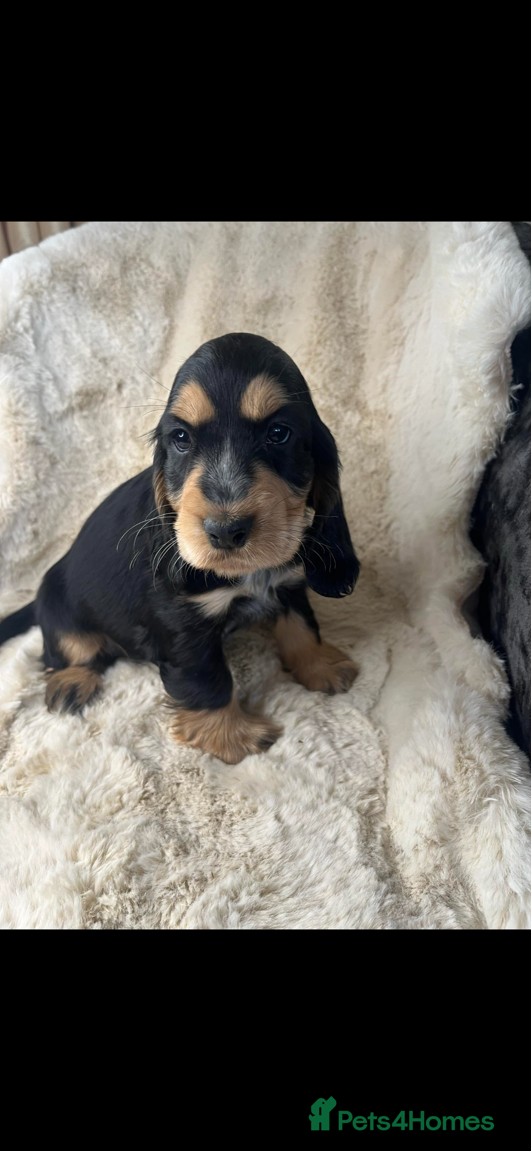 Cocker Spaniel dogs for sale: Health tested cocker spaniel puppies  - Advert 16