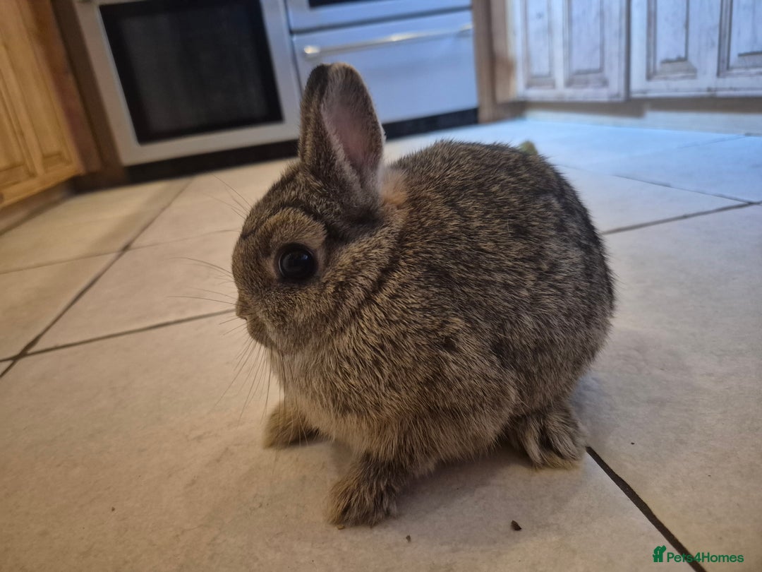 Netherland Dwarf rabbits for sale: Gorgeous boy available 💙  - Advert 1