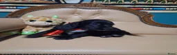 Cocker Spaniel dogs for sale: READY TO LEAVE 3 lovely kc working cocker spaniels - Advert 6
