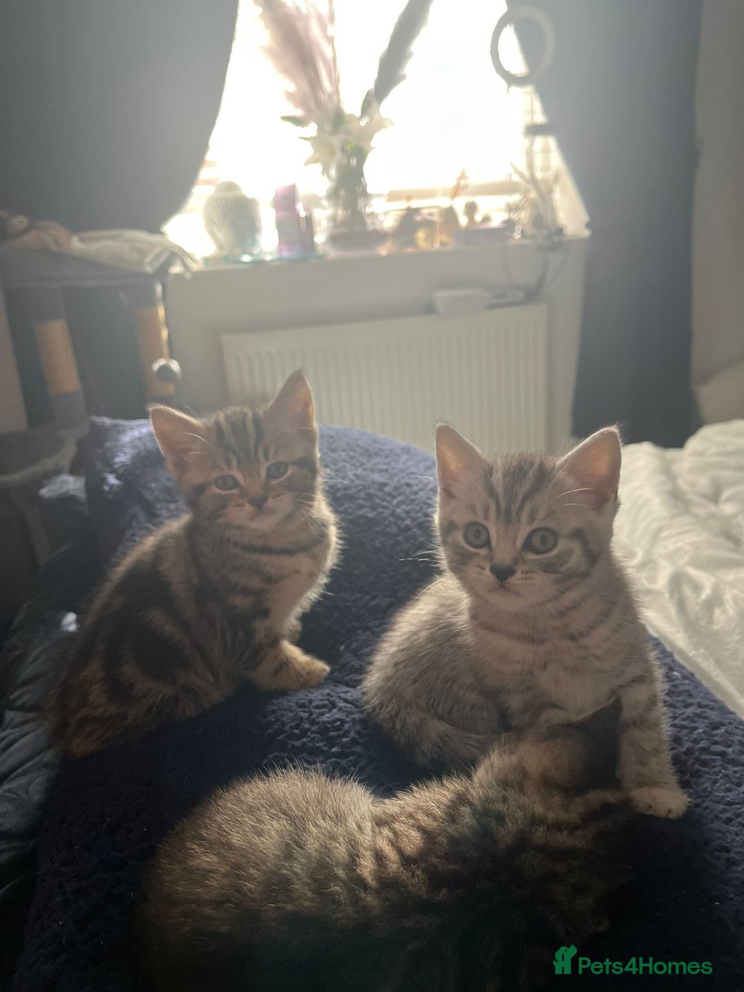 Mixed Breed cats for sale: British shorthair X British shorthair x Tabby - Image 14