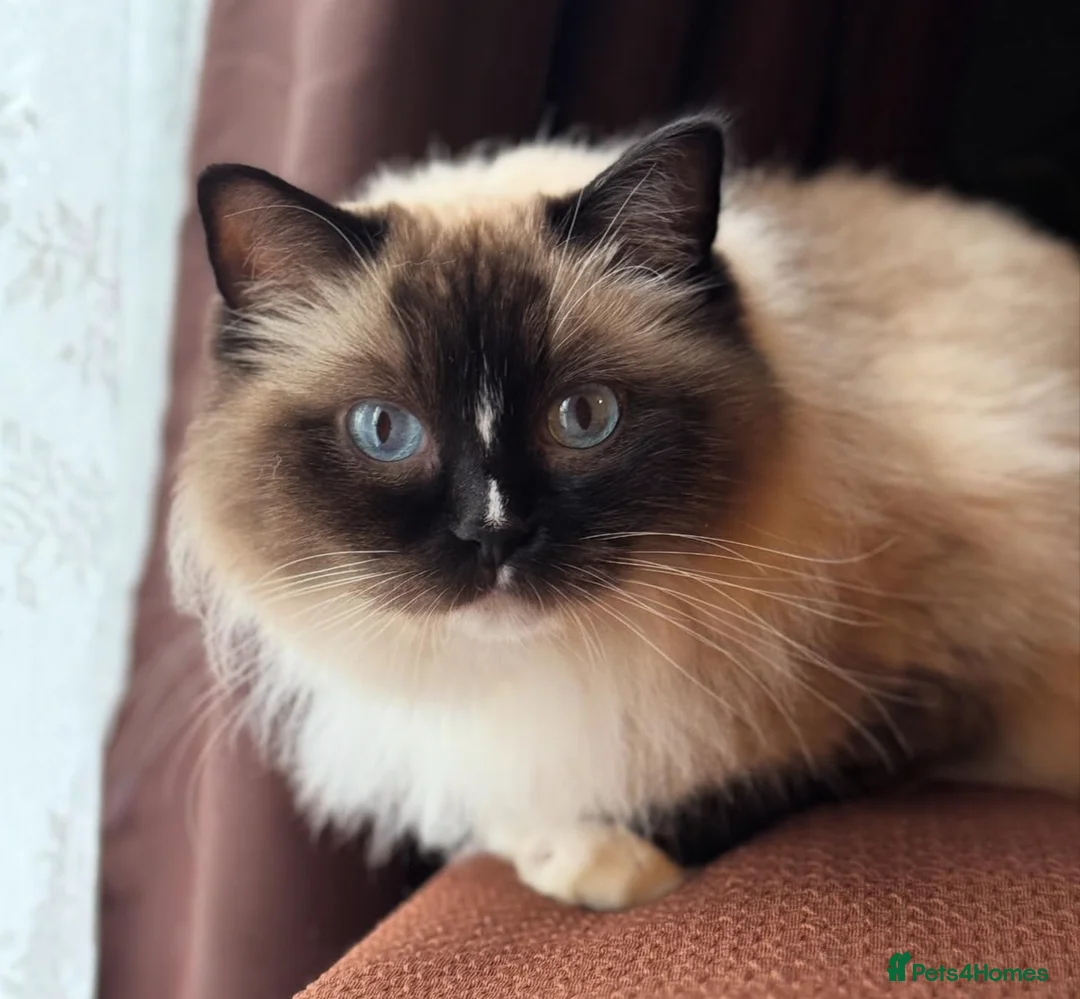Ragdoll cats for sale: Active Ragdoll Queens  - Advert 1
