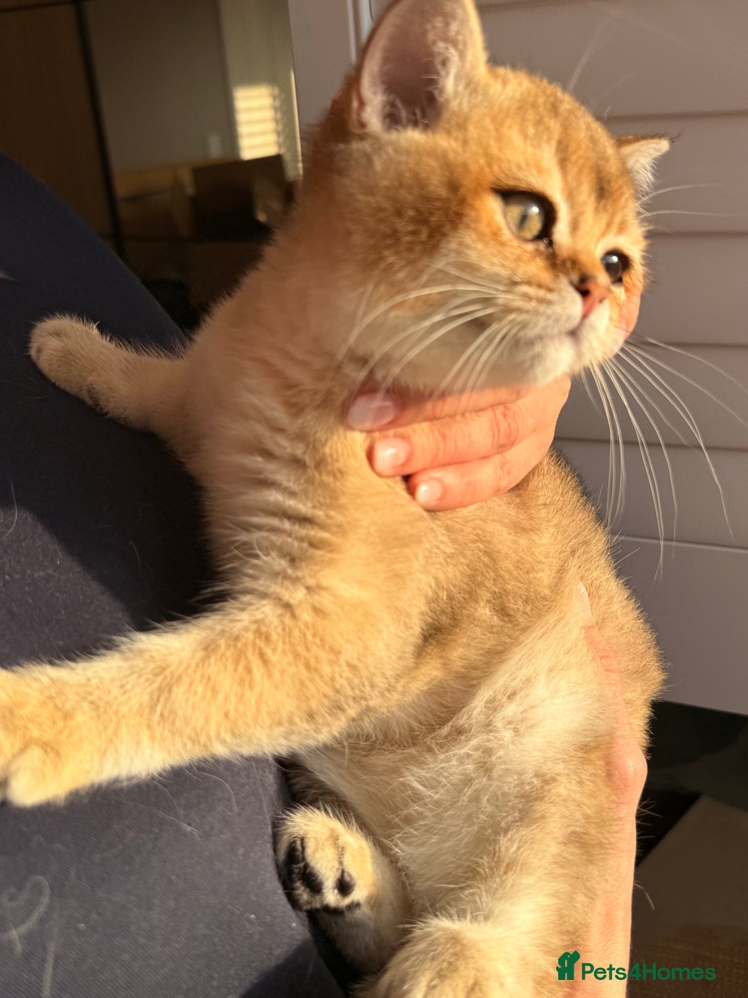 British Shorthair cats for sale: Early BLACK FRIDAY deal available  - Image 13
