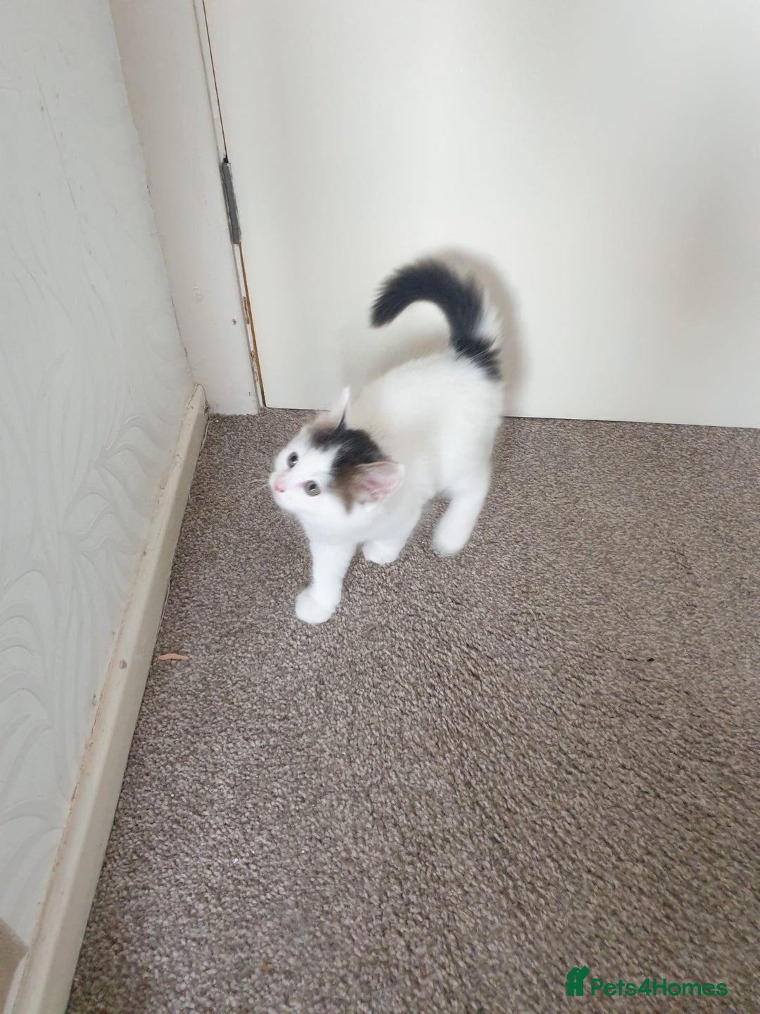 Mixed Breed cats for sale: Cute little boy  - Advert 5