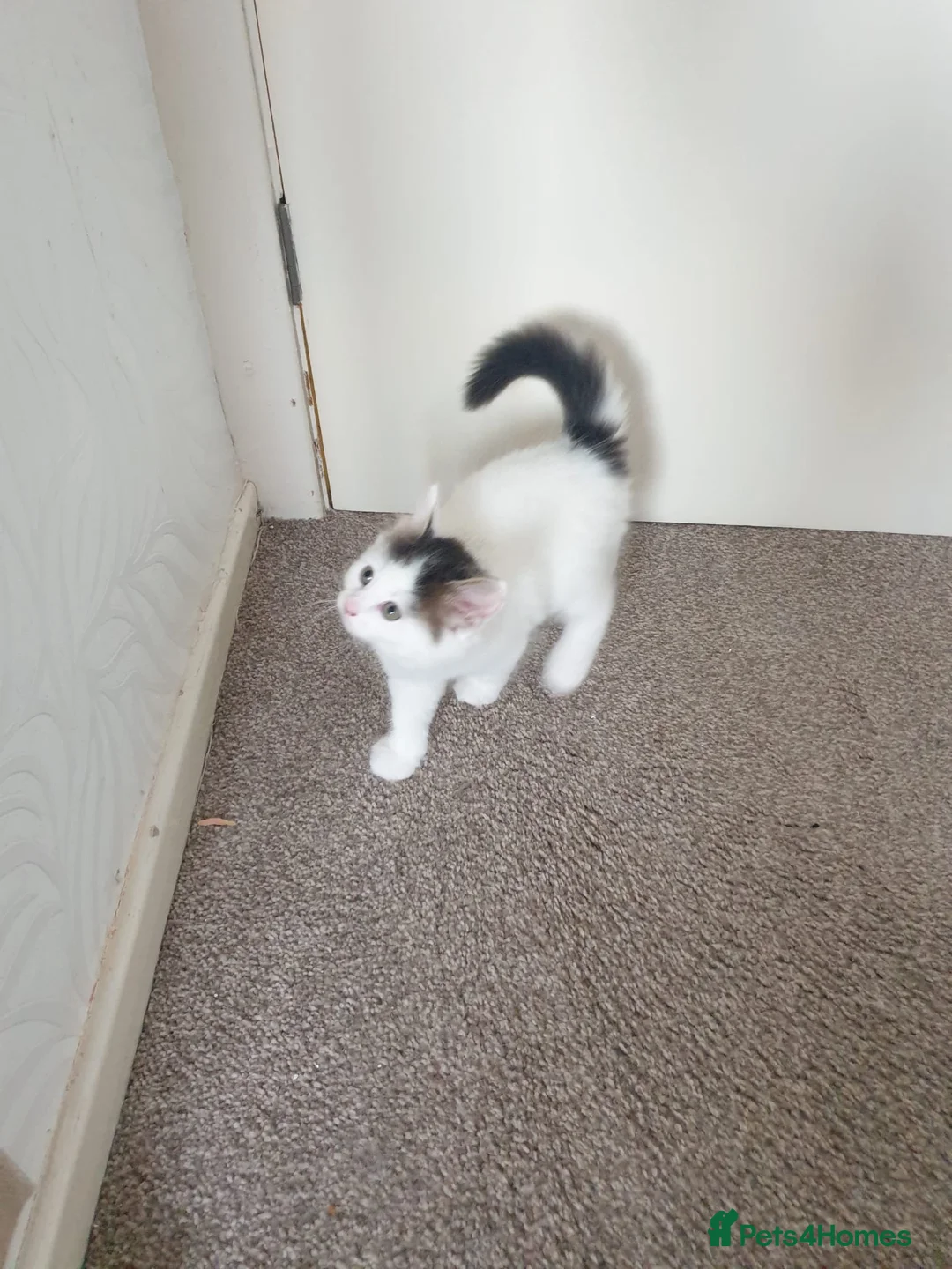 Mixed Breed cats for sale: Cute little boy  - Advert 5