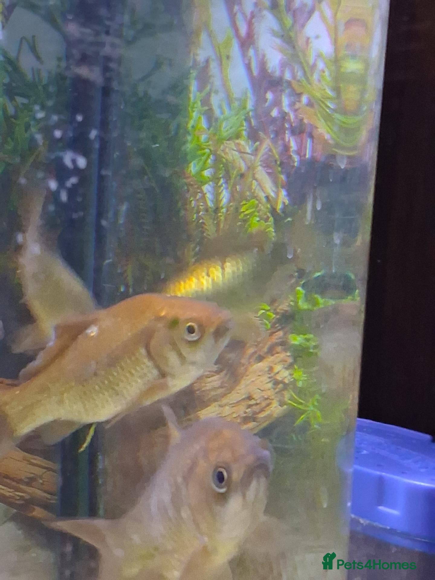 Goldfish fish Crucian Carp - Advert 1
