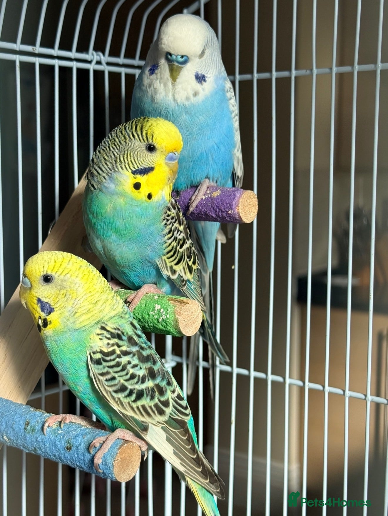 Budgerigars birds     3 Stunning Budgies with Cage & Accessories - Advert 4