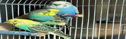 Budgerigars birds for sale:     3 Stunning Budgies with Cage & Accessories in Dewsbury - Advert 1