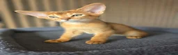 Abyssinian cats for sale: Beautiful Abyssinian Kitten  - Advert 23