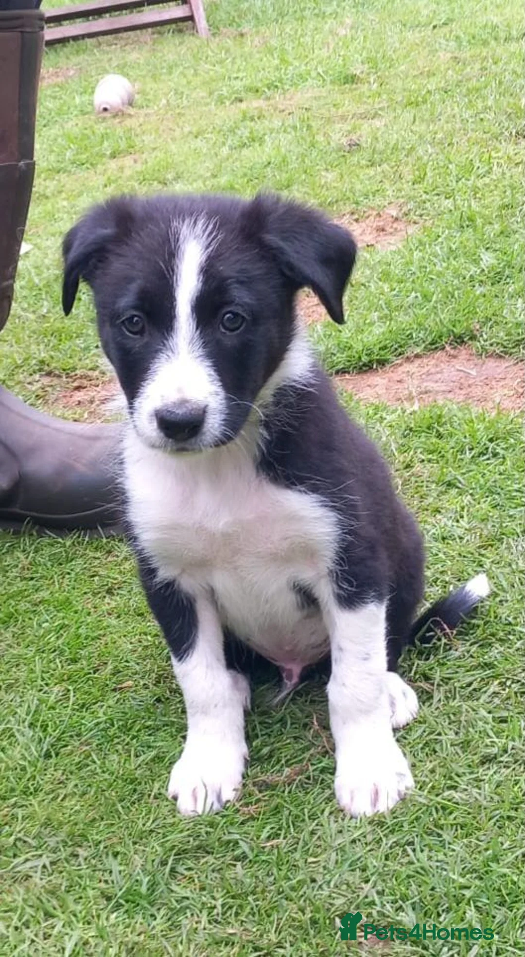 Border Collie dogs for sale: Looking for a good home in Maybole - Advert 1