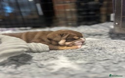 English Bulldog dogs for sale: Chunky English Bulldog Puppies  - Image 22