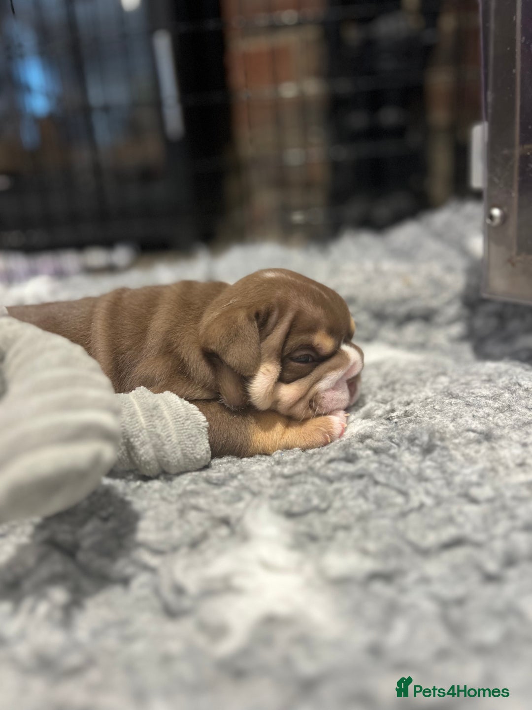 English Bulldog dogs for sale: Chunky English Bulldog Puppies  - Image 22