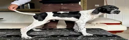 Pointer dogs for sale: Gorgeous Pedigree Pointer Pups - Advert 7